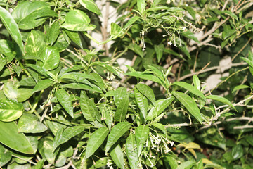 Decorative plant, several types of plants that have unique textured leaves, selective focus with blur 
