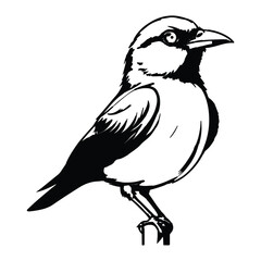 Bird , Minimalist and Simple Silhouette - Vector illustration white background