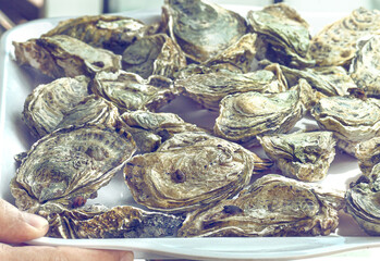Fresh Shucked Closed Oysters Vietnam Seafood Top View. Selective focus © kravik93