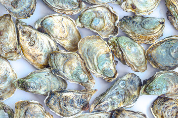 Fresh Shucked Closed Oysters Vietnam Seafood Top View. Selective focus © kravik93