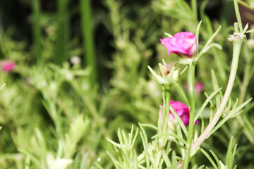 Moss-Rose purslane Portulaca grandiflora is a succulent flowering plant, selective focus
