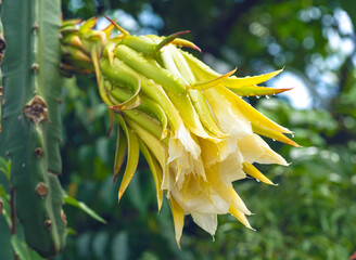 The flowers of the dragon fruit.Close-up. Short focus.