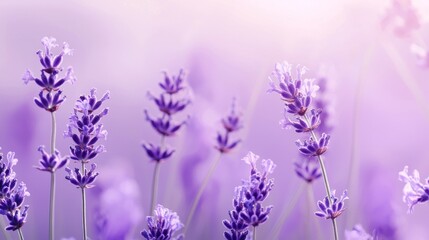 Fototapeta premium Beautiful lavender flowers are blooming in a field, creating a serene and picturesque landscape. The soft, purple hues and gentle sunlight evoke a sense of tranquility and beauty