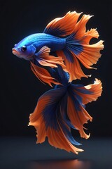 Fototapeta premium a Betta fish. The fish is depicted with a striking combination of bright blue and orange hues. 