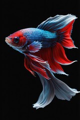 Fototapeta premium a Betta fish against a black background