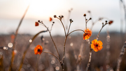 Morning summer or spring. Beautiful wildflowers with dew drops at sunrise, Selective focus. Shallow depth of field.