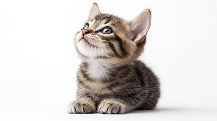 Obraz premium Playful funny kitten looking up isolated on a white background. 