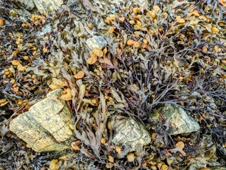 Close-up at low tide of thick wet seaweed covering rocks