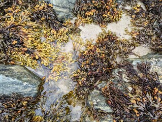 Above view of a rockpool at low tide with wet boulders and a thick covering of seaweed