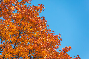 colorful branches  in autumn time