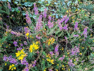A close-up on a wild heather bush with beautiful purple and yellow flowers