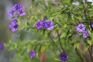 Lycianthes rantonnetii. Purple flowers of Solanum rantonnetii known as blue potato bush.