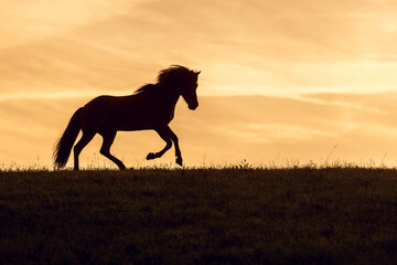 Silhouette of an icelandic horse agains morning sunrise sky, romantic horse portrait