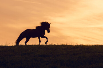 Silhouette of an icelandic horse agains morning sunrise sky, romantic horse portrait
