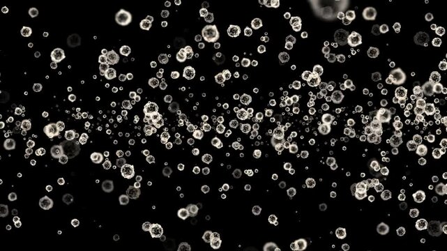 Movement of White blood cells scatter after being destroyed by the virus, Spread of virus or bacteria in the human body