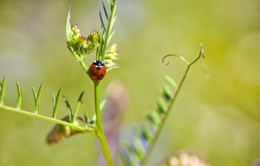 Roter Marienkäfer am grünen Stängel