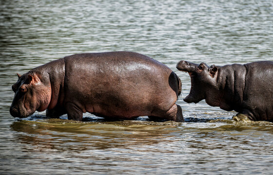 Fototapeta Two hippos playing in the river in the Kruger Park, South Africa