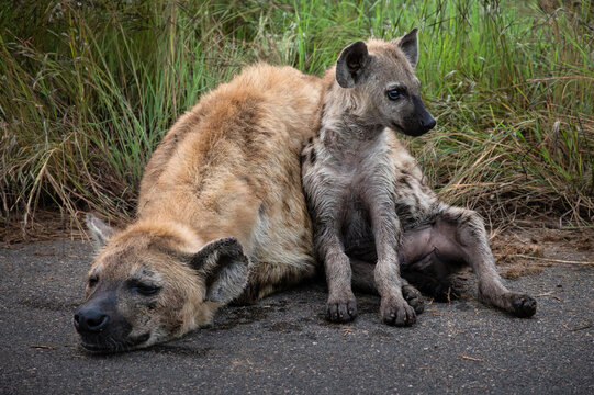 Spotted hyenas in Kruger National Park, South Africa