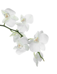 Beautiful orchid branch with flowers isolated on white