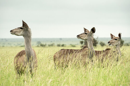 Female kudus in a row in Kruger National Park, South Africa