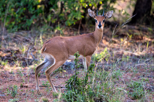 A male steenbok at Abelana Game Reserve, South Africa