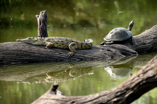 A crocodile and terrapin on a log in Kruger National Park, South Africa