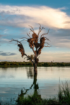 Weaver nests in a dead tree in Kruger National Park, South Africa