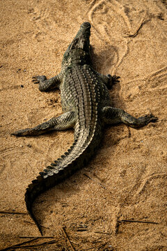 A crocodile on the sand in Kruger National Park, South Africa