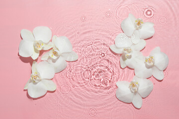 Beautiful orchid flowers in water on pink background, flat lay