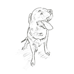 dog sketch drawing