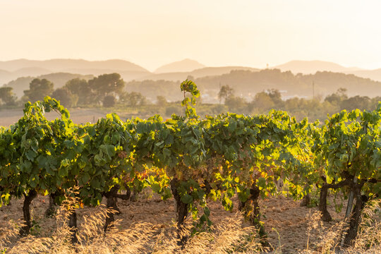 An extensive row of grapevines in a vineyard is captured against the scenic backdrop of distant mountains under a warm golden sunset, epitomizing the charm of viticulture in Penedes Spain