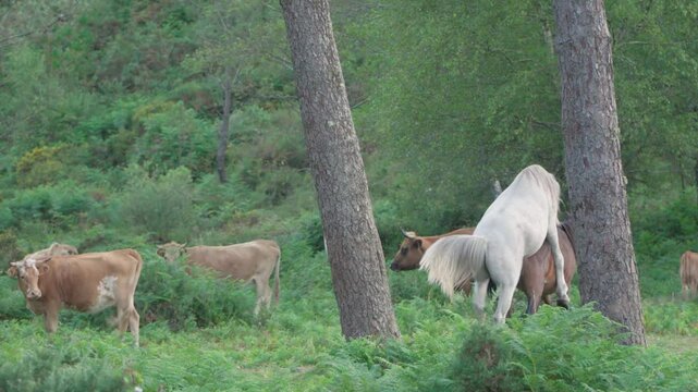 Caballos salvajes apare&aacute;ndose en el monte