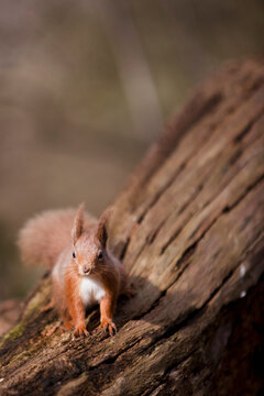 Red squirrel on a tree trunk
