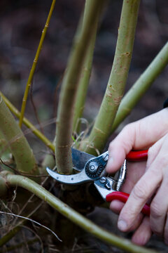 Close up of a man hands pruning a willow twig

