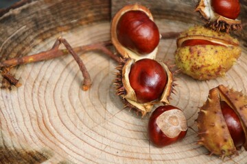 kastanien sammeln wald