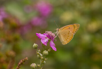 Butterfly kolot of Mesopotamia (Colotis in fausti) lives in the garden Hevsel the UNESCO Cultural Heritage List of Diyarbakir in Turkey.