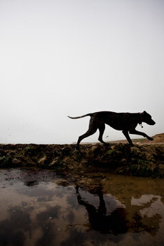 Profile of a dog walking by a beach puddle
