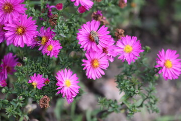 Obraz premium Purple Aster dumosus Kassel flowers in garden. 