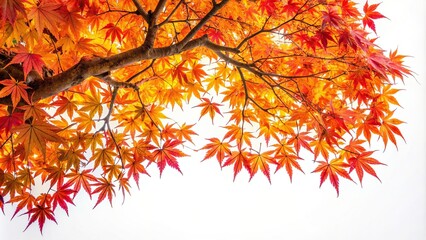 Fototapeta premium Japanese maple tree in its vibrant fall season captured from a tilted angle against a clean white background, fall foliage, autumn, vibrant, tree, yellow, peaceful, white background