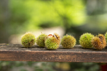 殻の中に入った栗