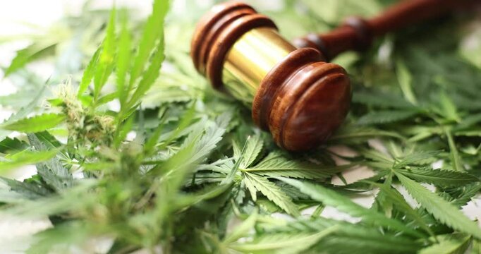 Brown judge gavel put on marijuana long fresh green leaves. Concept of legalization of marijuana for use in psychoactive drugs in medicine