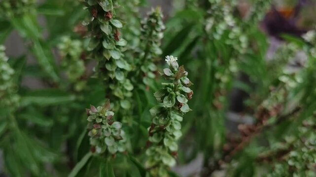 close up of a Bamari seeds growing on its stems. Bamari or Babri is variety of basil plant used for medicinal purpose in Nepal and South Asia.