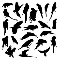 Obraz premium Set of vector silhouettes of parrot in different poses isolated on a white background. vector illustration