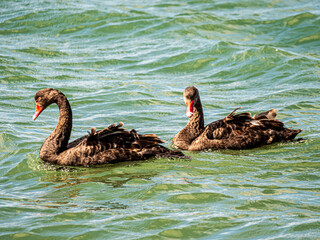 A Pair Of Black Swans On Green Sea