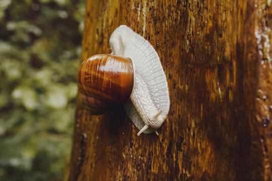 Close up camouflage snail on tree trunk
