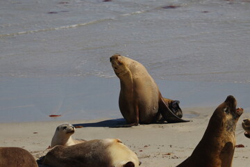 australian sea lion