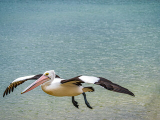 Pelican Wings Spread Glides Over Water