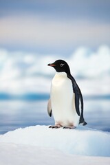 Fototapeta premium A young penguin stands proudly on a snowy landscape in Antarctica during the winter season