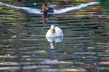 Eine weiße Ente auf dem Wasser