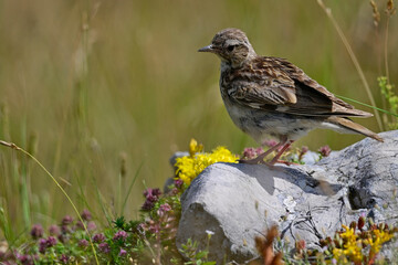 Heidelerche // Woodlark (Lullula arborea) 